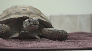 Heroic Rescue Of Stitch The Desert Tortoise