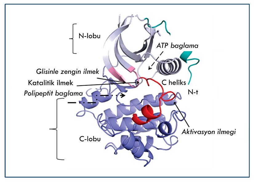 Şekil 17. Ortalama bir kinaz proteini, şekilde ATP bağlayıcı bölgeyi görüyorsunuz.