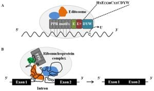 New Insights On PPR Proteins Enhance RNA Editing Precision