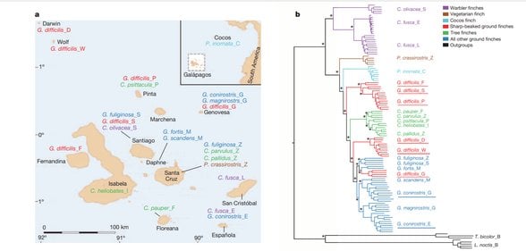 Sample locations and phylogeny of Darwin’s finches