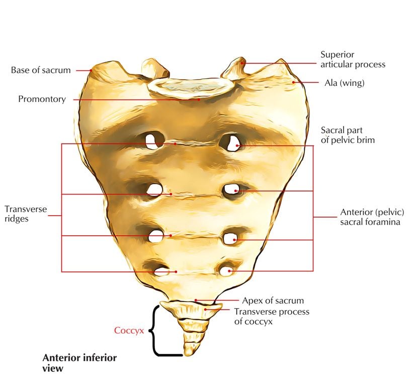 Sakrum ve coccyx kemikleri, kuyruğu olan hayvanlarda kuyruğun omurgaya bağlanmasını sağlayan kemiklerdir. İnsanda ve diğer kuyruksuz maymun türlerinde körelmiştir.