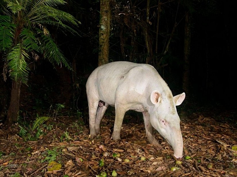Albinizm zaten nadiren görülen bir durumdur. Tapirlerde albinizm ise daha da nadir görülür. Brezilya'da fotoğraflanan bu tapir, o nadir canlılardan birisi.