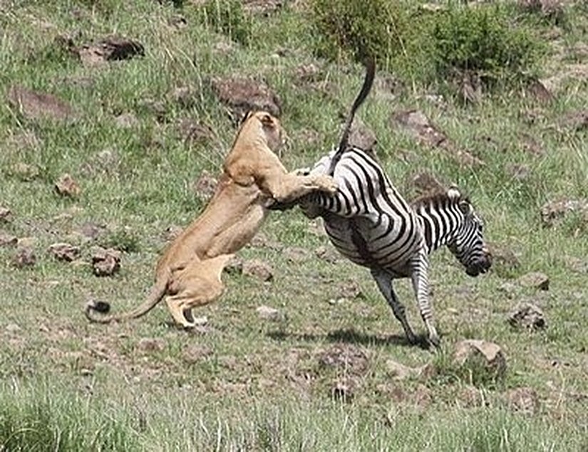Avcılar her zaman kazanmazlar. Av konumunda olan türlerin evrimsel süreçte geliştirdikleri davranışlar, fiziksel özellikler, vb. yetenekler birçok durumda avcıların başarısızlığına neden olmaktadır. İşte bu başarılı avlar, avcılarından kurtularak hayatta kalırlar ve ürerler.