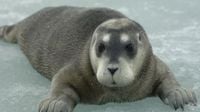 Arctic seals face extinction and birds in decline globally, according to new Red List | CNN