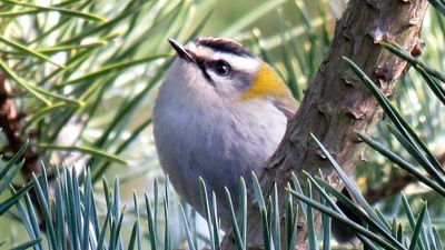 Sürmeli çalıkuşu (Regulus ignicapilla)