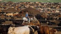 Did the President's Plan to Lower Beef Prices Wreck the Bull Run in Cattle Prices?