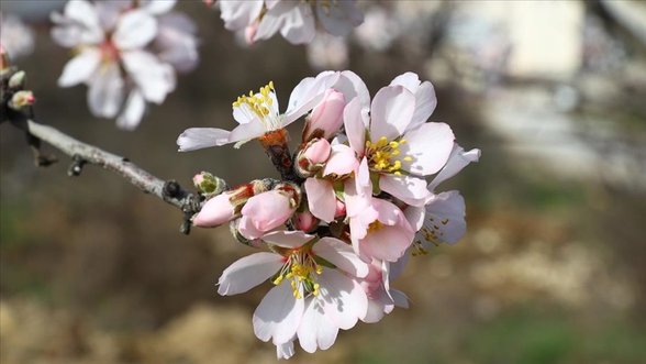 çiçek açmış bir ağaç.