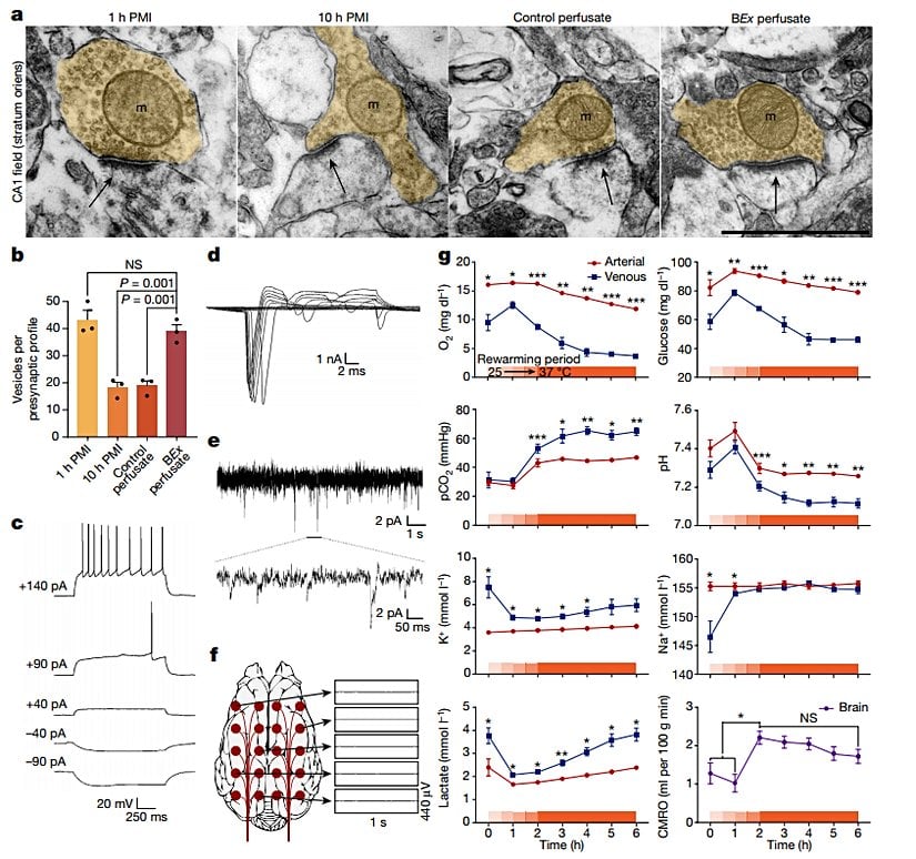 Geri kazanılan beyin fonksiyonlarını gösteren grafikler