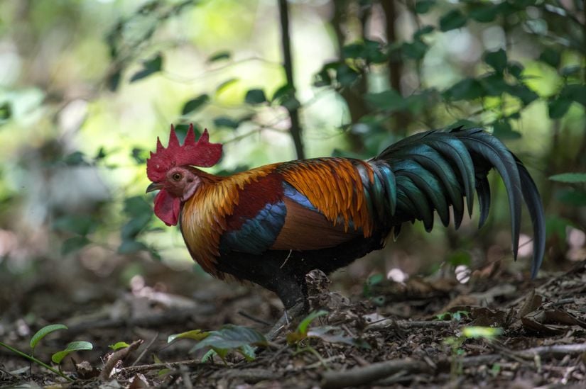 Kızıl Orman Kuşu (Gallus gallus)