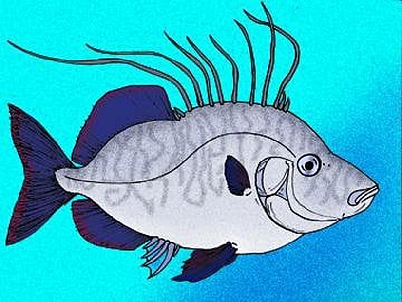 Nardovelifer altipinnis