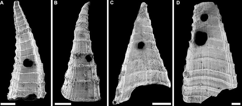 Lapworthella fasciculata kabuklarının örnekleri (taramalı elektron mikroskobu altında), delici bir avcı tarafından açılmış delikleri göstermektedir.