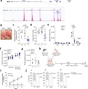 New Insights Into Erythropoiesis: The Role Of Nprl3