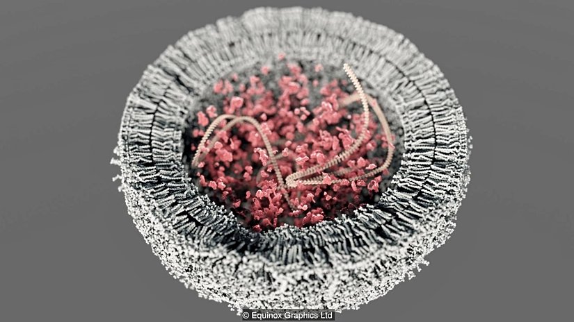 Hücreler olmaksızın yaşam var olamaz.