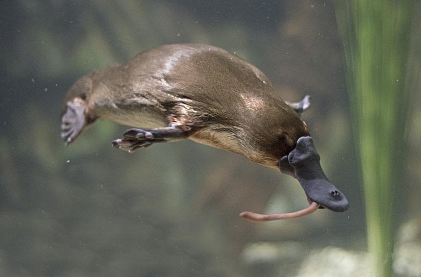Platypus