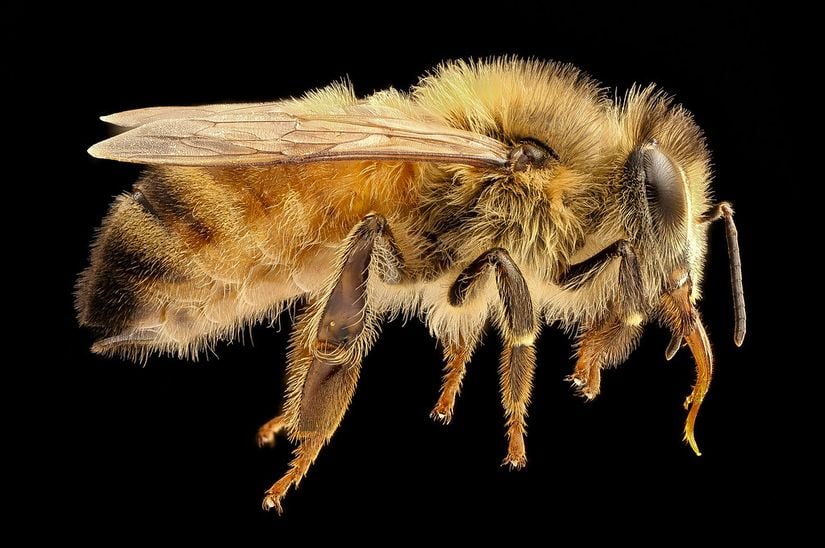 Apis mellifera