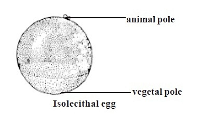 İzolekital (Homolecithal) Yumurta