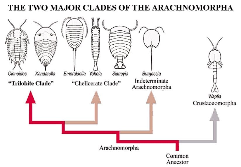Arachnomorpha'nın evrimine ayrıca bakacak olursak, en yakın akrabalarının deniz kabukluları ve ataları olduğu görülmektedir. Onlardan ayrıldıktan kısa süre sonra çok daha ilkin yapılı olan ve tam olarak sınıflandırılmasında anlaşmazlıklar olan