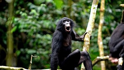 Bonobolarda İnsan Dilinin İlkel Bir Versiyonunu Keşfedildi!