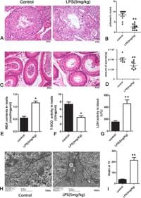 Oral administration of antimicrobial peptide MPX can effectively regulate LPS-mediated testicular oxidative stress and blood‒testis barrier damage - Scientific Reports