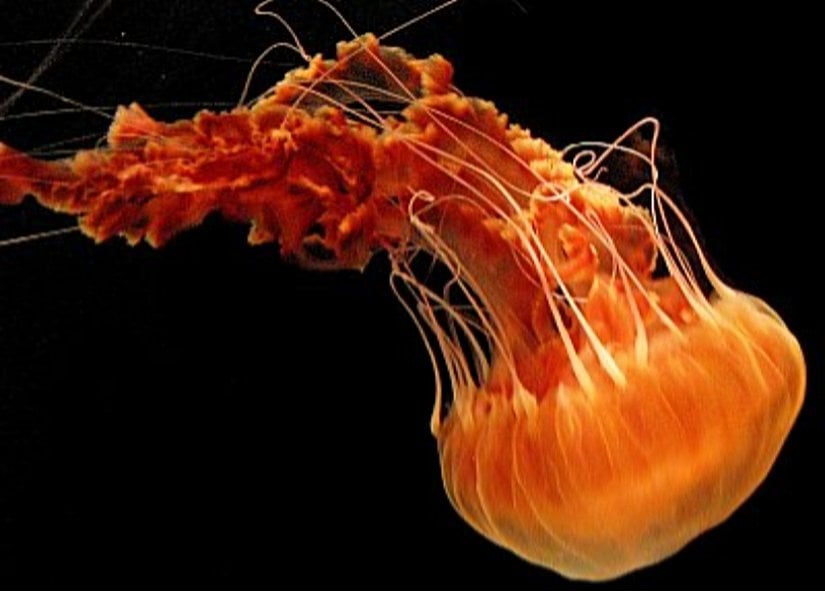 Black Sea Nettle