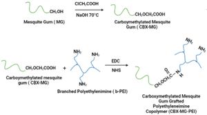 New Models Enhance Pulmonary Gene Delivery Using Polyethyleneimine