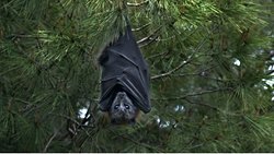 Memelilerde ilk kez böyle bir çiftleşme türünün keşfi