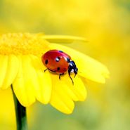 Ladybug Girl