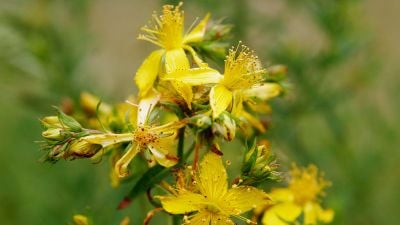 Sarı Kantaron (Hypericum perforatum)