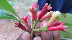 Karanfil (Syzygium aromaticum)