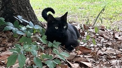 Kedi Pepper Sayesinde Yeni Bir Ortoreovirüs Türü Keşfedildi!