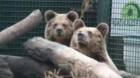 Police called as two young bears escape from wildlife enclosure in Devon - and devour honey