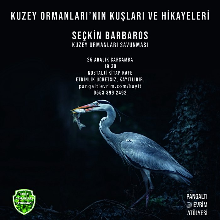 Kuzey Ormanları'nın Kuşları ve Hikayeleri