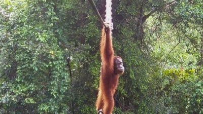 Sumatra Orangutanı İlk Kez Yapay Bir İp Köprüyü Kullanırken Görüntülendi