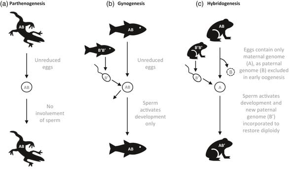 Omurgalılarda eşeysiz üreme tipler. (a) Partenogenezde sadece indirgenmemiş yumurtalar kullanılır, sperm yer almaz; (b) Jinogenezde yavru indirgenmemiş yumurtadan oluşurken sperm sadece gelişimi aktive eder; (c) Hibridogenezde yumurta sadece anneye ait haploid genomu taşır, babaya ait genom oogenezin erken aşamalarında yer almaz. Sperm gelişimi aktive eder ve diploidiyi sağlamak için babaya ait haploid genom sonradan katılır.