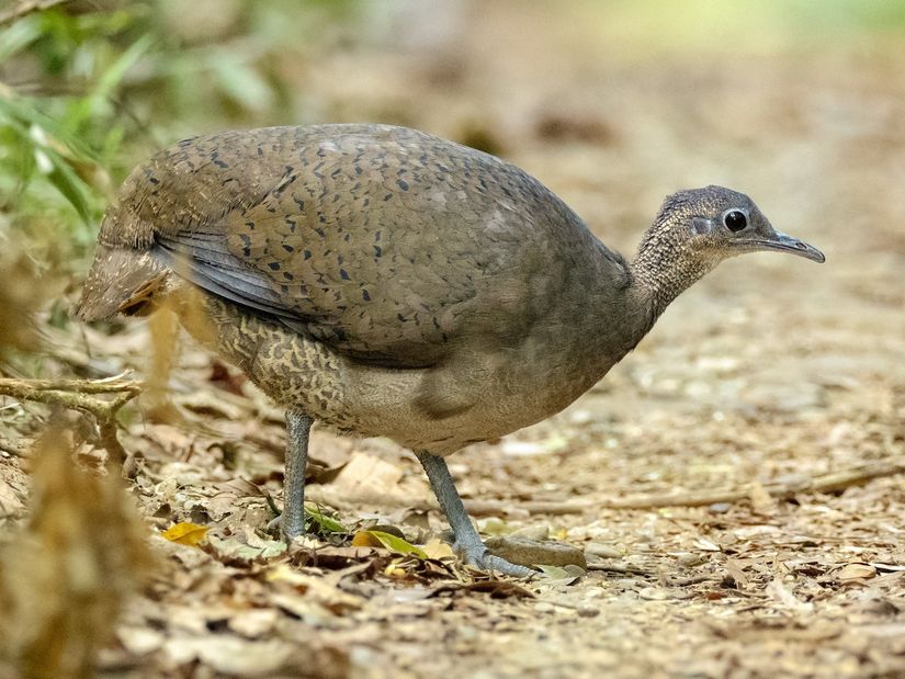 Büyük tinamu (Tinamus major)