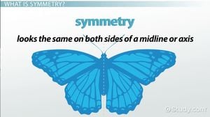 Study Reveals Symmetry Mechanism In Preverbal Infants