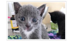 Kittens Suffer Hypothermia As Cold Weather Hits Iowa