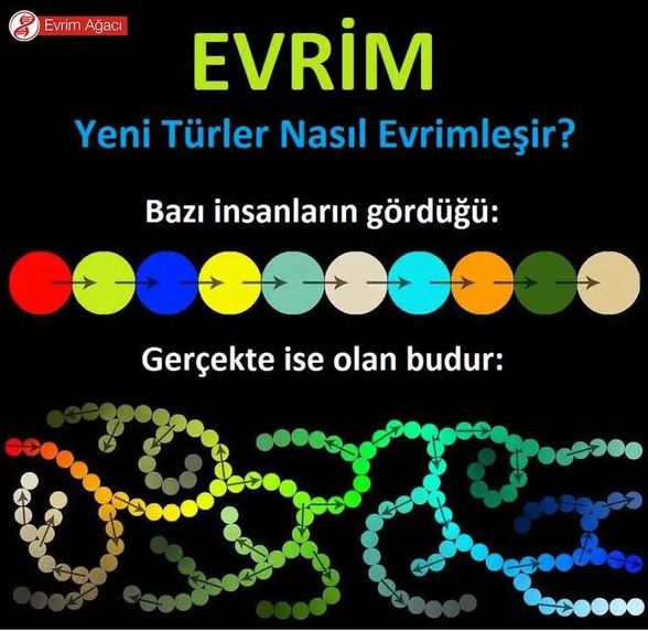 Tek bir popülasyon, olduğu gibi bir diğer türe, sonra o popülasyon da bir başka türe dönüşmez, evrim böyle yürümez. Tam tersine, tek bir popülasyonun farklı gruplarının farklı sebeplerle izole olması nedeniyle, farklı adaptasyonlar geçirmeleri türleşmeye ve evrime neden olur.