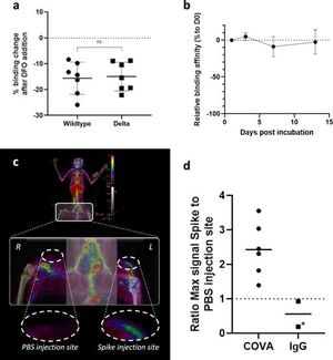 Innovative Imaging Strategy Reveals Long-Term Viral Presence In COVID-19