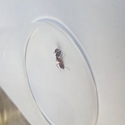 Bu karınca niye iki kafalı?