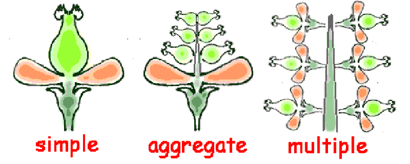 Soldan sağa: Basit meyve, toplu (agregat) meyve, çoklu (multiple) meyve.