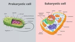 Prokaryotik ve Ökaryotik Hücrelerin Karşılaştırılması: Prokaryotlar ile Ökaryotlar Arasında Ne Fark Var?