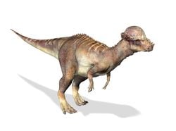 Montana’da Yeni Dinozor Türü Keşfedildi: Brontotholus harmoni Geç Kretase’nin Dev Kubbe Başlısı.
