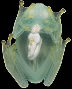 Bilim İnsanları, Avcılardan Kaçınmak İçin Geceleri Şeffaf Hale Gelen Cam Kurbağaların Sırlarını Ortaya Çıkarıyor