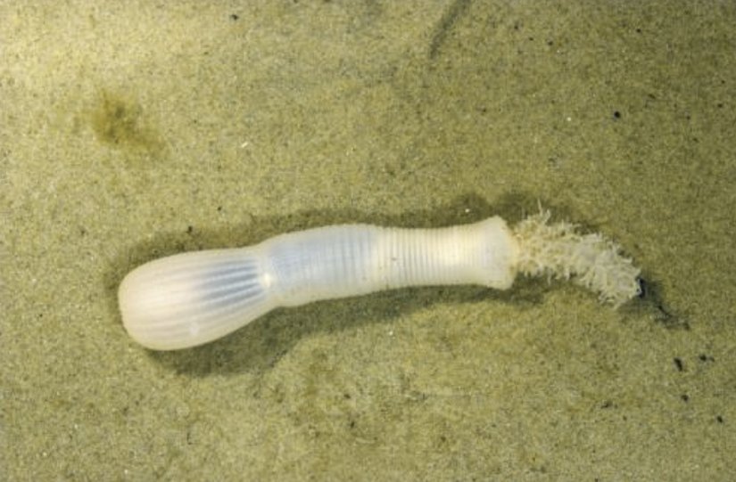 Priapulida (Penis Solucanları) şubesine ait bir tür.