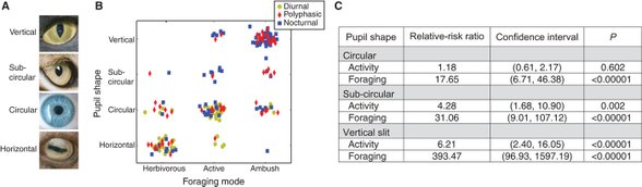 Activity time, foraging mode, and pupil shape.