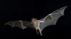 Neden Yarasalar? Ebola ve SARS Gibi Ölümcül Hastalıklar, Neden Hep Yarasalardan Kaynaklanıyor?