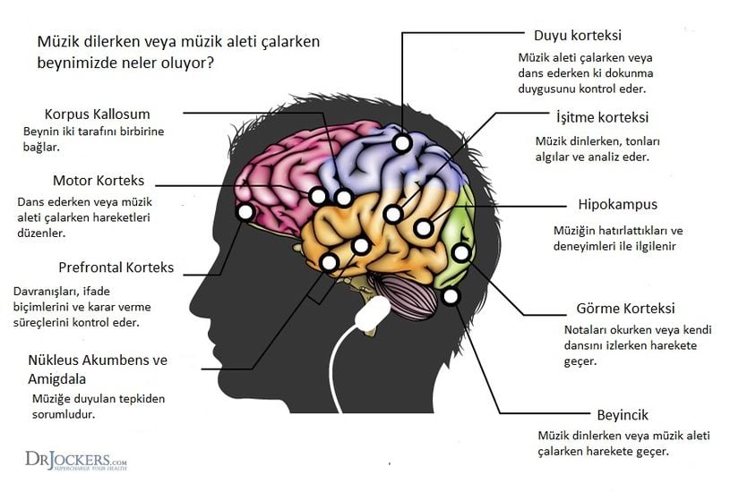 Müziğin beynimizde etkili olduğu bölgeler.