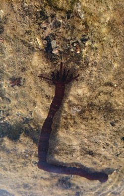 Deniz kenarında gezerken karşılaştığım bu şey nedir?