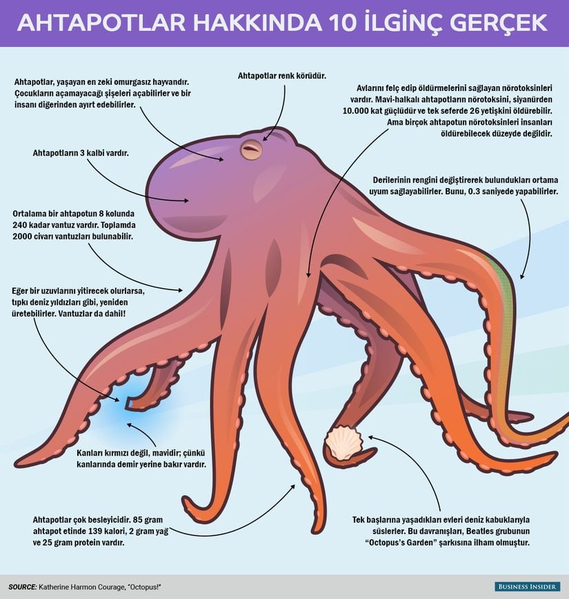 Bu infografikte ahtapotların bazı muhteşem özelliklerini görebilirsiniz.